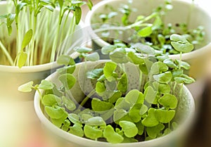 Basil seedlings