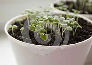 Basil seedlings in white pot. Green seedlings aromatic herb, young plants, leaves, gardening.