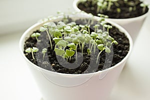 Basil seedlings in white pot. Green seedlings aromatic herb, young plants, leaves, gardening.