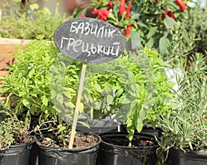 Basil seedlings