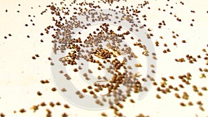 Basil seeds stock