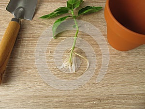 Basil shoot with roots for regrow