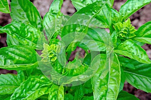 Basil. Spice. View of a young flowering plant from above