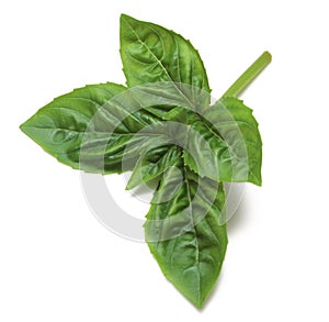 Basil Sprig