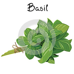 Basil Sprig