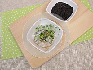 Basil sprouts and germinating seeds