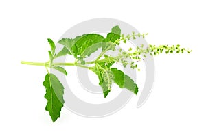 Basil stalk on a white background.