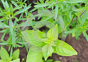 Basil and tarragon plant growing in organic garden soil close up