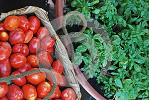 Basil and tomatoes