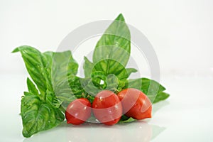 Basil and Tomatoes