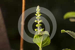 Basil tulsi. Closeup of indian basil plant basil organic Ayurveda acreage herb of india