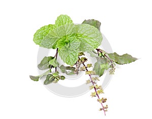 Basil (tulsi) and mint in group on isolated white