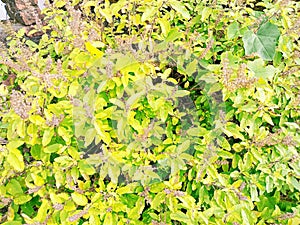 Basil (Tulsi) plant,sweet basil leaves or osmium