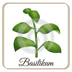 Basil vector herbal herb season italian italy tomato mozarella mediteran photo