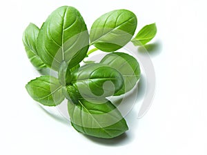 Basil on white background