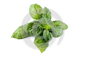 Basil on white background