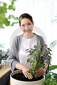 Basil. A woman puts the basil in a pot. Growing plants at home