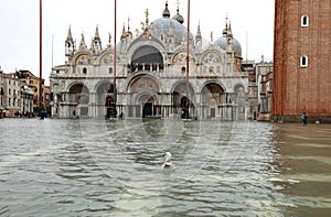 Basilica on the submerged square of Venice in Italy during flood