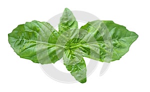 basilico pesto wide leaf isolated green