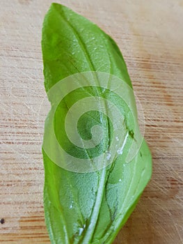Basilikum leaf on wood background