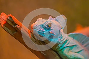 Basiliscus basiliscus sits on a log of wood with leaves.Basiliscus basiliscus - a wood lizard inhabiting the humid