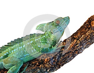 Basiliscus plumifrons