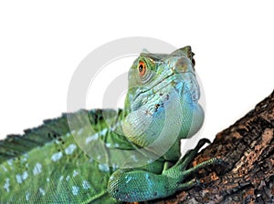 Basiliscus plumifrons