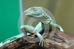 Basiliscus plumifrons