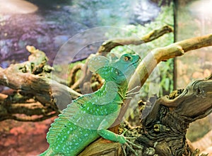 Basiliscus plumifrons