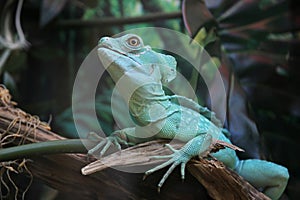 Basiliscus plumifrons in jungle