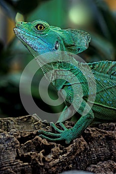 Basiliscus plumifrons