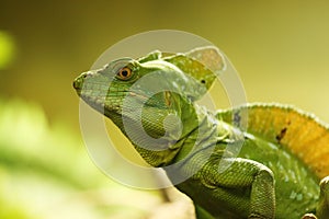 Basilisk photo