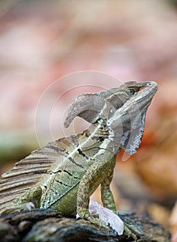 Basilisk or Jesus Christ Lizard photo