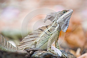 Basilisk or Jesus Christ Lizard photo