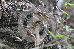 Jesus Christ Lizard Male Distant View photo