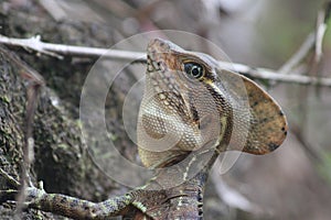 Basilisk Lizard Male Close View photo