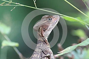 Basilisk Lizard Female On Alert photo