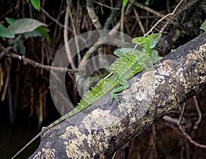 Basilisk Lizard