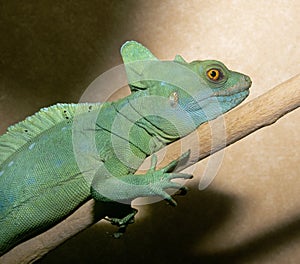 Basilisk lizard photo