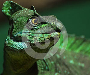 Basilisk Lizard