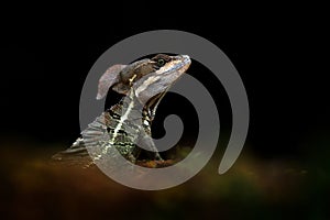 Basilisk lizard, Basiliscus basiliscus, detail close-up portrait in the nature habitat. Beautiful head of rare lizard ,osta Rica.
