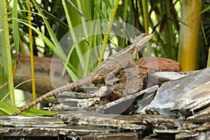 Basilisk lizard climbing a rock, Costa Rica