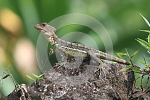 Basilisk Lizard Female Distant View photo