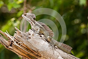 Basilisk Lizard