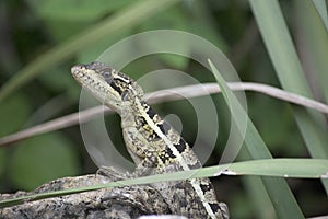 Basilisk Lizard Looking at You and Sunning on a Rock in the Tall Grass