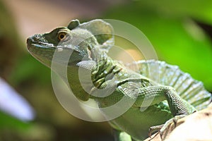 Basilisk lizard on a mexican forets