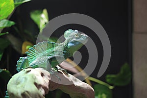 Basilisk lizard on a mexican forets