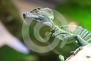 Basilisk lizard on a mexican forets