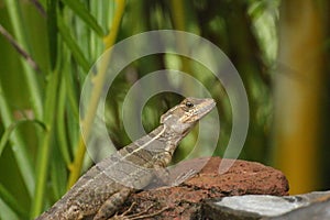 Basilisk lizard portrait on a rock, Costa Rica