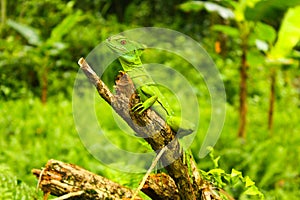 Basilisk posing on a branch